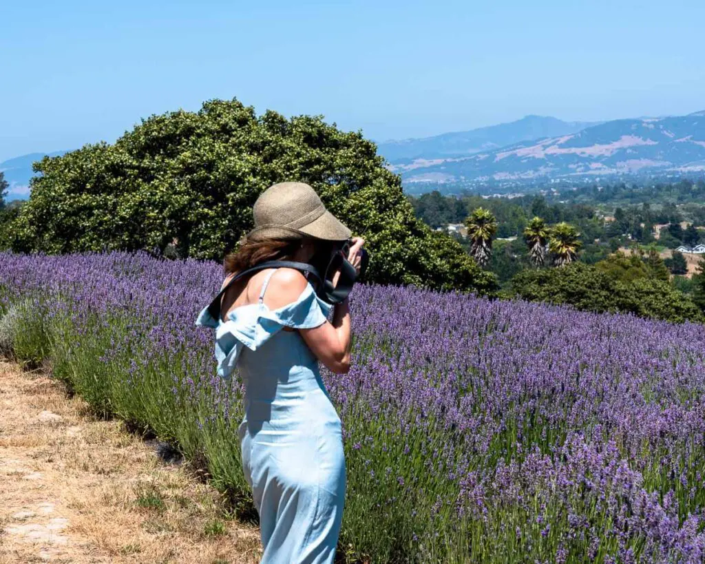 Woman photographing lavender in a field