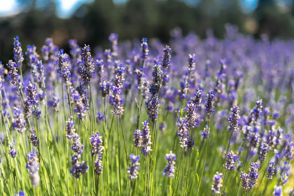Lavender in Bloom at Monter Villagio Gardens