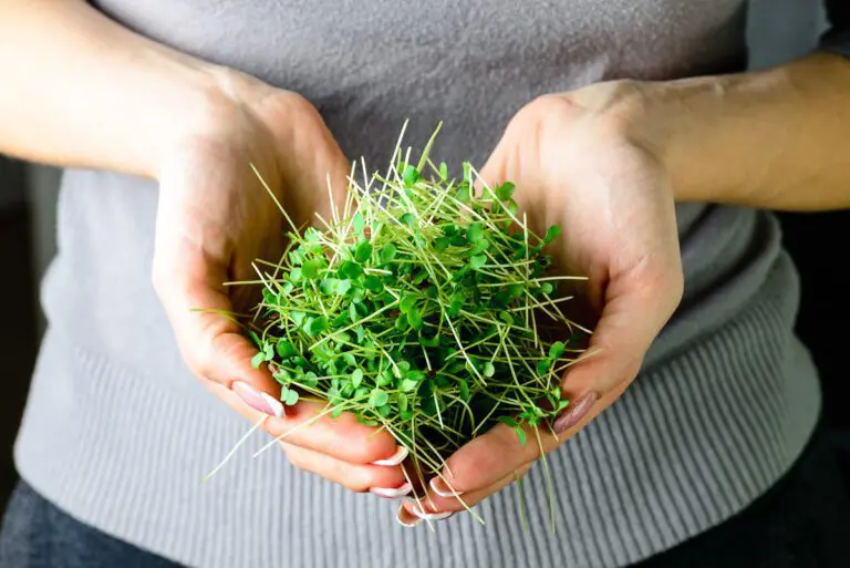 Woman holding Microgreens.