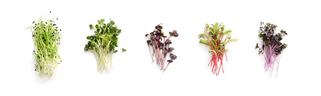 Types of Microgreens