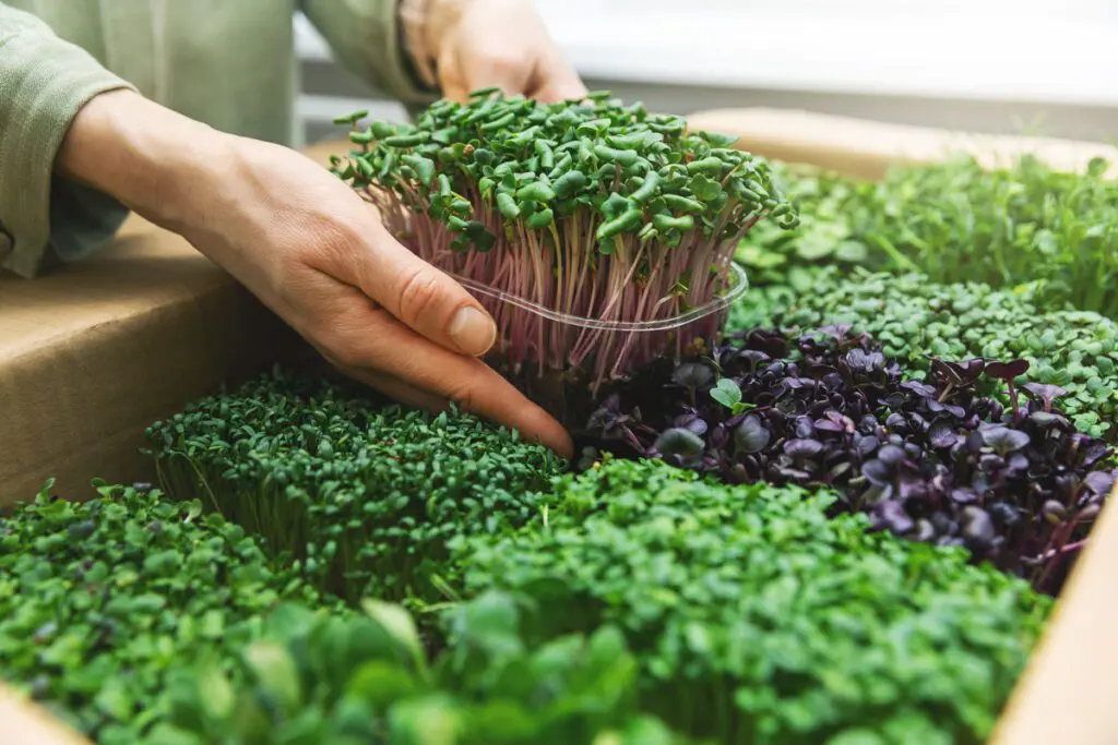 Microgreens on a plate.