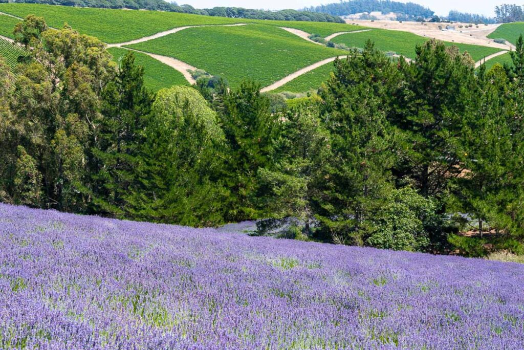 Field of Lavender in Bloom in Sonoma County